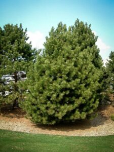 Сосна Чёрная (Pinus Nigra) купить по цене от 270.00р. в интернет-магазине «Посадика» с доставкой почтой в в Устюжнае и по всей России – [изображение №1].