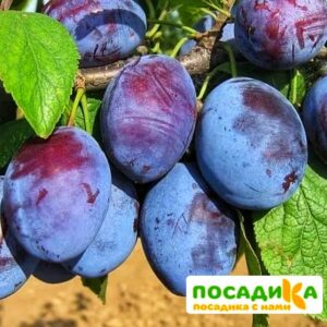 Слива Чачакская ранняя купить по цене от 229.00р. в интернет-магазине «Посадика» с доставкой почтой в в Устюжнае и по всей России – [изображение №1].