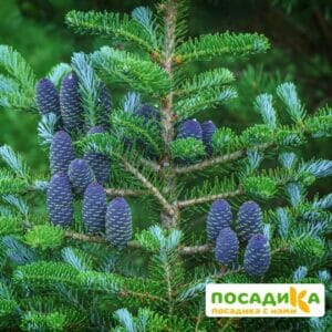 Пихта корейская (Abies koreana) купить по цене от 450.00р. в интернет-магазине «Посадика» с доставкой почтой в в Устюжнае и по всей России – [изображение №1].