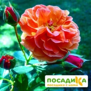 Роза Арабия купить по цене от 350.00р. в интернет-магазине «Посадика» с доставкой почтой в в Устюжнае и по всей России – [изображение №1].