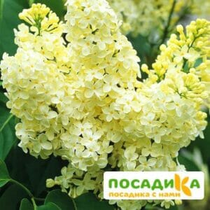 Сирень Примроуз (Primrose) купить по цене от 529.00р. в интернет-магазине «Посадика» с доставкой почтой в в Устюжнае и по всей России – [изображение №1].