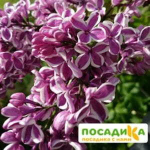 Сирень Сенсация купить по цене от 529.00р. в интернет-магазине «Посадика» с доставкой почтой в в Устюжнае и по всей России – [изображение №1].