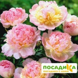 Пион Распберри Сандей (Paeonia Raspberry Sundae) купить по цене от 959р. в интернет-магазине «Посадика» с доставкой почтой в в Устюжнае и по всей России – [изображение №1].