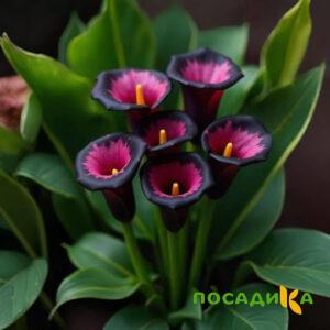 Калла Аура Лейс купить по цене от 400р. в интернет-магазине «Посадика» с доставкой почтой в в Устюжнае и по всей России – [изображение №1].