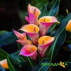 Калла Оникс купить по цене от 450р. в интернет-магазине «Посадика» с доставкой почтой в в Устюжнае и по всей России – [изображение №1].