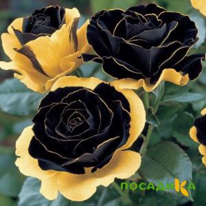 Роза Ханни Сикл купить по цене от 700р. в интернет-магазине «Посадика» с доставкой почтой в в Устюжнае и по всей России – [изображение №1].