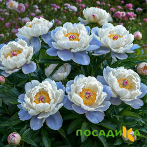 Пион акварельный Этюд купить по цене от 806р. в интернет-магазине «Посадика» с доставкой почтой в в Устюжнае и по всей России – [изображение №1].