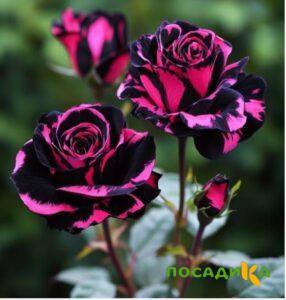 Роза Багровый Шепот купить по цене от 366р. в интернет-магазине «Посадика» с доставкой почтой в в Устюжнае и по всей России – [изображение №1].