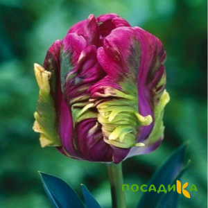 Тюльпан Экзотик Хэвен купить по цене от 186р. в интернет-магазине «Посадика» с доставкой почтой в в Устюжнае и по всей России – [изображение №1].