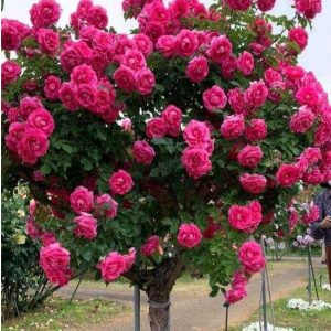 Роза Версаля купить по цене от 232р. в интернет-магазине «Посадика» с доставкой почтой в в Устюжнае и по всей России – [изображение №1].