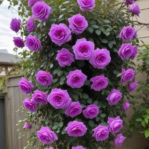 Роза Мистик Уайт купить по цене от 620р. в интернет-магазине «Посадика» с доставкой почтой в в Устюжнае и по всей России – [изображение №1].