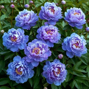 Пион Голубой лотос купить по цене от 590р. в интернет-магазине «Посадика» с доставкой почтой в в Устюжнае и по всей России – [изображение №1].