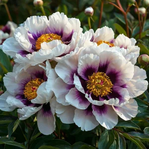 Пион Эко Саммер купить по цене от 548р. в интернет-магазине «Посадика» с доставкой почтой в в Устюжнае и по всей России – [изображение №1].