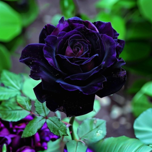 Роза Блэк Пантер купить по цене от 319р. в интернет-магазине «Посадика» с доставкой почтой в в Устюжнае и по всей России – [изображение №1].