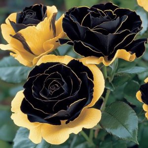 Роза Ханни Сикл купить по цене от 700р. в интернет-магазине «Посадика» с доставкой почтой в в Устюжнае и по всей России – [изображение №1].